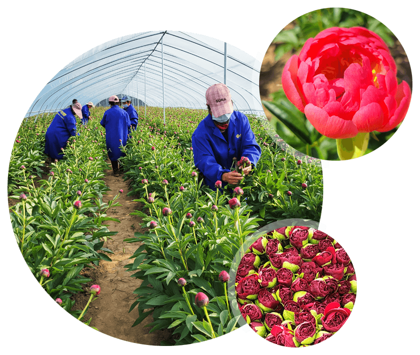 菏澤芳華園藝花卉有限公司